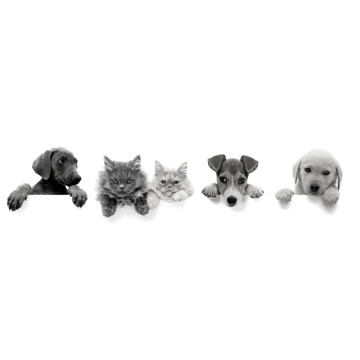 Veterinario
